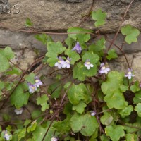 Ivy-leaved Toadflax